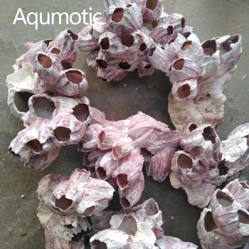 Aqumotic Roșu Lipitoare Balanus Shell Balanite Pesti Mici Adăpost Creveți Pește Rezervor De Decor Nativ Lipitori